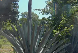 Agave Plant 2013 03