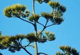 Agave Plant 2013 05