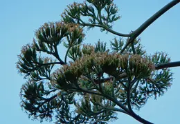Agave Plant 2013 08