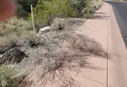 Brush Clearing 20250418 03