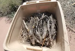 Brush Clearing 20250418 11