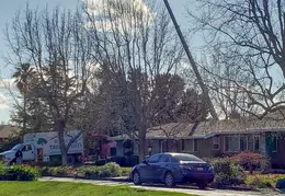 Bussells Tree Removal 20191214 01