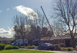 Bussells Tree Removal 20191214 02