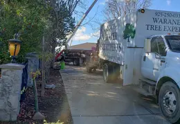 Bussells Tree Removal 20191214 05