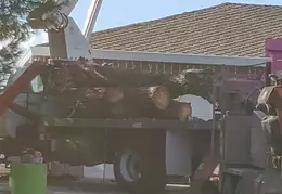 Bussells Tree Removal 20191214 06