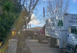 Bussells Tree Removal 20191214 07