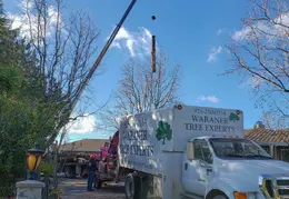 Bussells Tree Removal 20191214 09