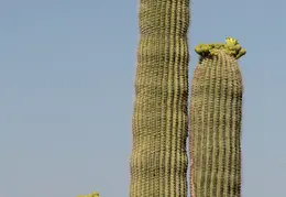 Cacti 20230512