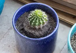Cacti 20230512 02