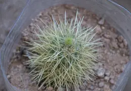 Cacti 20230512 03