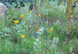 Canon EOS R7 Testing 20260201 05