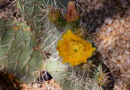 Concours in the Hills 20250419 43