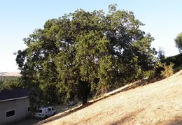 Fire Abatement 2009 001