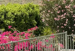 Fire on Borrego Trail 20230714 37