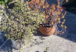 Jade Plants 40 years old 1