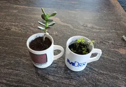 Jade Plants 40 years old 2