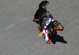 Neighborhood 4th of July Parade 2021 036