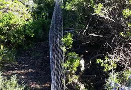 Fence 20170302 145612