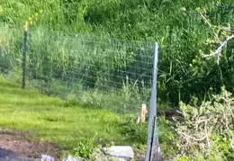 Fence 20170302 145631