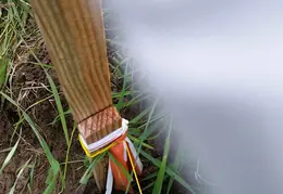 Fence 20170303 105507