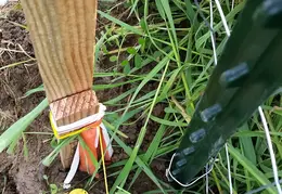 Fence 20170303 105523