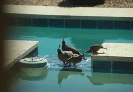 Quail Family Drinking 20260601 1