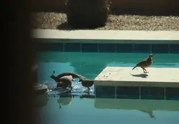 Quail Family Drinking 20260601 3