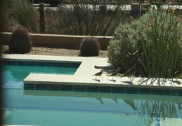 Quail Family Drinking 20260601 4