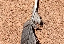 The Paseo Consolidated Canal 20211004 16