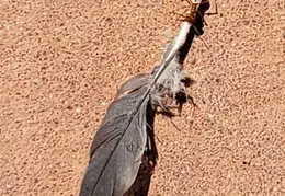 The Paseo Consolidated Canal 20211004 17