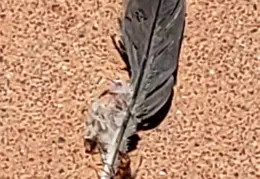 The Paseo Consolidated Canal 20211004 18