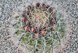 Walk to Grey Owl Trl 20230604 01