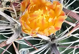 Walk to Grey Owl Trl 20230604 02