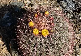 Walk to Grey Owl Trl 20230604 12