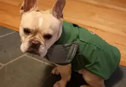 doginraincoat