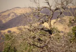 A Day in the Life of Mt Diablo 004