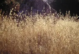 A Day in the Life of Mt Diablo 017