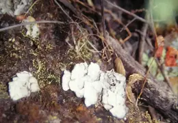 A Day in the Life of Mt Diablo 019