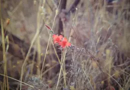 A Day in the Life of Mt Diablo 020