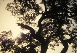 A Day in the Life of Mt Diablo 027