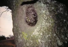 A Day in the Life of Mt Diablo 049