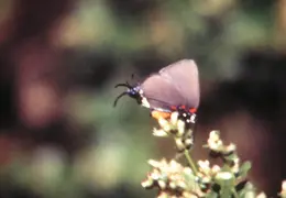 A Day in the Life of Mt Diablo