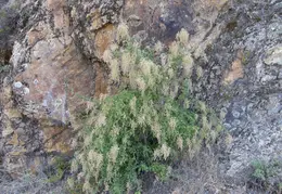 Arroyo Seco Campground June 2007 008