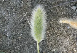Arroyo Seco Campground June 2007 021