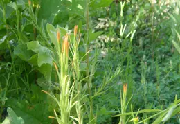 Arroyo Seco Campground June 2007 022