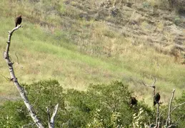 Arroyo Seco Campground June 2007 026