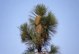 Big Sur June 2007 007