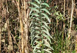Big Sur State Park 2006