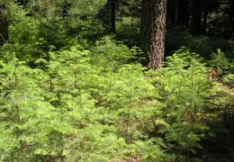 Calaveras Big Trees 2005 003