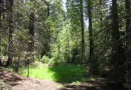 Calaveras Big Trees 2005 010